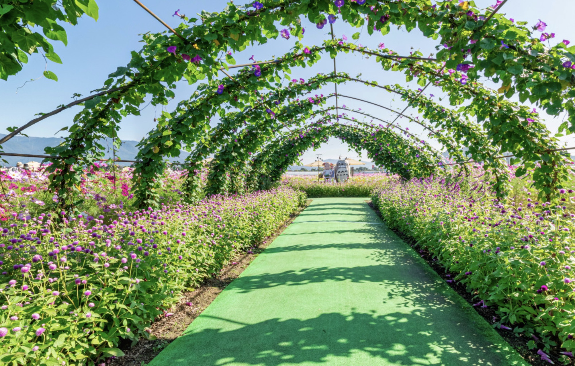 Parque Yume Cosmos de Kameoka 2026: 8 milhões de flores e delícias de outono