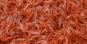 ３月旬魚（海鮮）、海の春に明暗