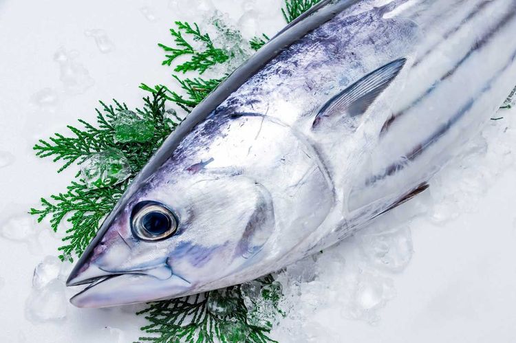 初鰹と戻り鰹、旬を食べ分け