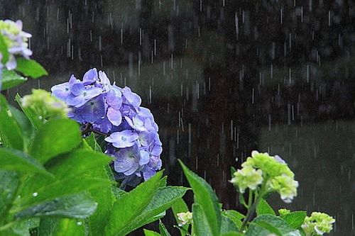 2026年梅雨予報：順次梅雨入り、明け後は記録的猛暑か